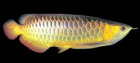 bartse3002001.jpg