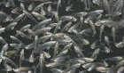 bartse3002003.jpg